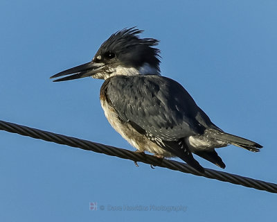 BELTED KINGFISHER ♂
