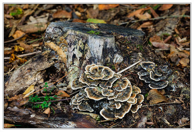 Fungi  - Mushrooms - Pilze - Flechten - Lichen
