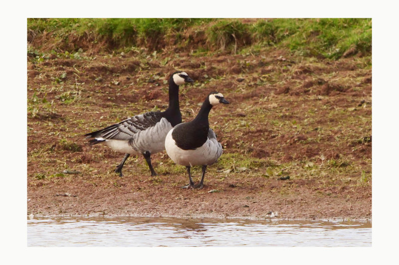 Barnacle  Goose - Branta leucopsis