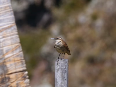 Stout - billed Cinclodes.