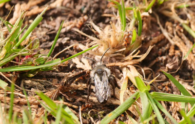 Ashy Mining Bee - Andrena cineraria