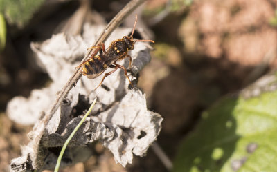 Nomada lathburiana