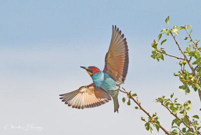 European bee-eater - Merops apiaster 