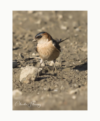 Red-rumped Swallow - Cecropis daurica 