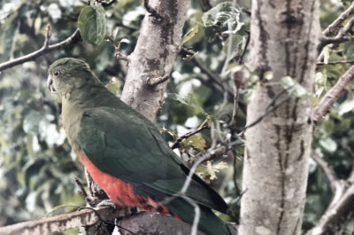 Australian king parrot - Alisterus scapularis