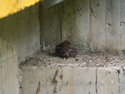 Lyre-tailed nightjar - Uropsalis lyra 