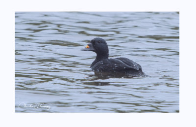 Common Scoter - Melanitta nigra 