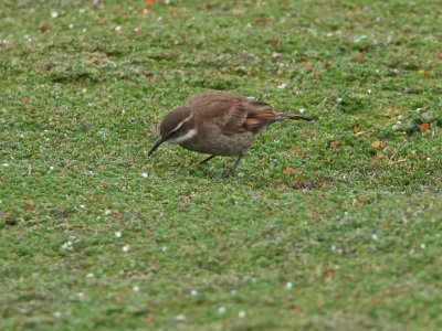 Stout-billed Cincloides (Cinclodes excelsior)