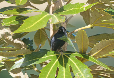 Black Flowerpiercer - Diglossa humeralis