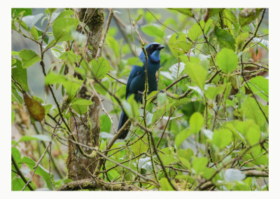  Turquoise Jay - Cyanolyca turcosa