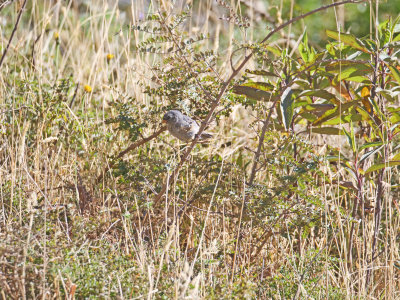 Plain-colored seedeater - Catamenia inornata 