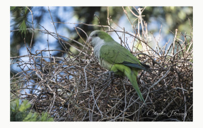 Quaker Parrot - Myiopsitta monachus 