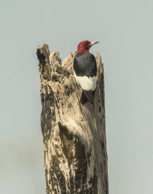 Red-H woodpecker.jpg