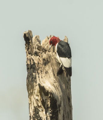 Red-headed Woodpecker.jpg