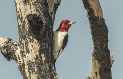 Redheaded Woodpecker - Melanerpes erythrocephalus