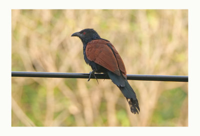 Greater Coucal or Crow Pheasant - Centropus sinensis 