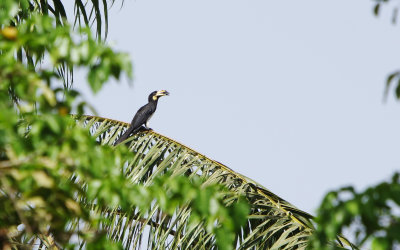 African Pied Hornbill - Tockus fasciatus