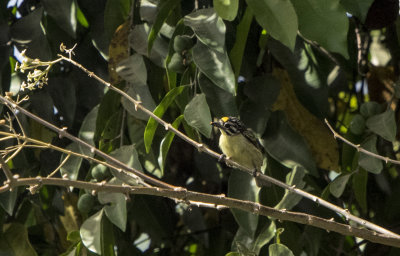 Yellow Fronted Tinkerbird