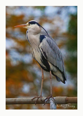 Grey Heron - Ardea cinerea 