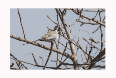 Namaqua Dove - Oena capensis 