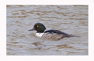 Hooded Merganser/Goldeneye Hybrid