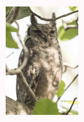  Greyish Eagle-Owl or Vermiculated Eagle-Owl  - Bubo cinerascens 