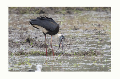Wooly - necked Stork - Ciconia episcopus