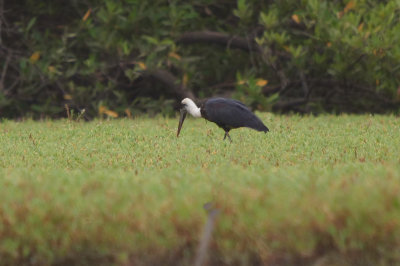 African Wooly necked Stork -Ciconia episcopus microscelis