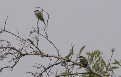 White-throated bee-eater - Merops albicollis 