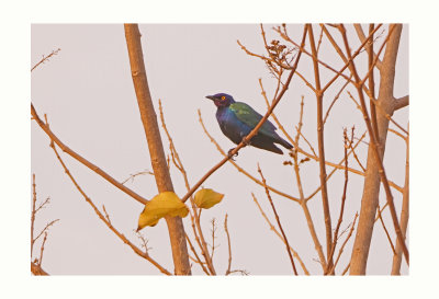 Great Blue -eared Glossy Starling - Lamprotornis chalybaeus