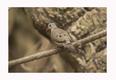 Blue-spotted Wood Dove - Turtur afer 