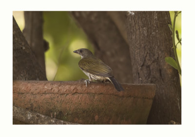  Spotted Honeyguide - Indicator maculatus