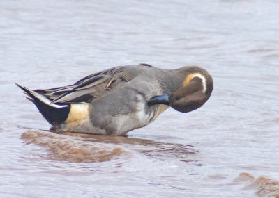 Pintail - Anas acuta