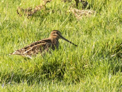 Snipe - Gallinago gallinago. 