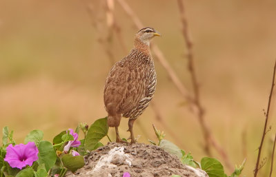 Double - spurred Francolin