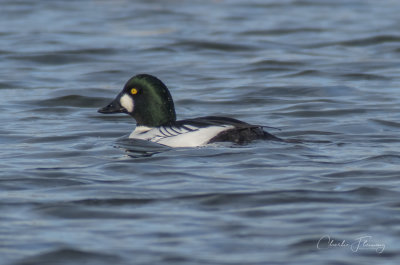 Goldeneye - Bucephala clangula