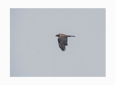 Exminster marsh January 2021