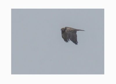 Exminster marsh January 2021