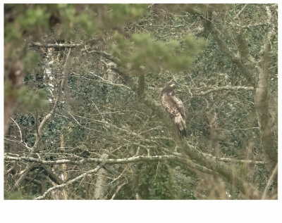 White-tailed Eagle - Haliaeetus albicilla