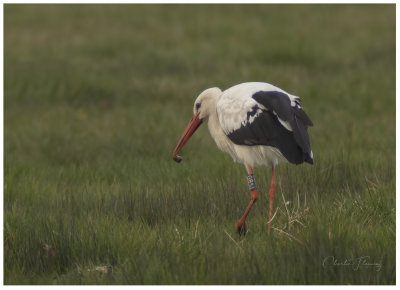 White Stork -  Ciconia ciconia