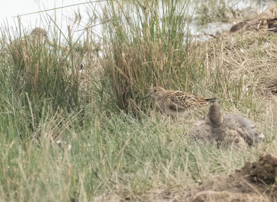 Pectoral Sandpiper - Calidris subruficollis