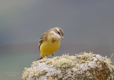 Spanish Wagtail.jpg