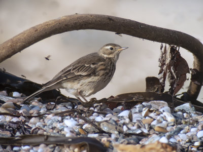 Buff-bellied pipit or American pipit - Anthus rubescens 