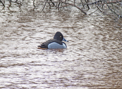 Ring necked Duck -Aythya collaris