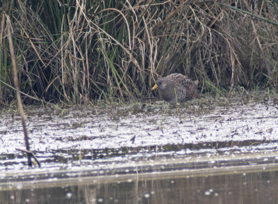 Exminster Marsh