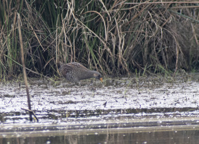 Exminster Marsh