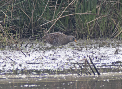 Exminster Marsh