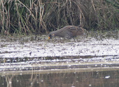 Exminster Marsh