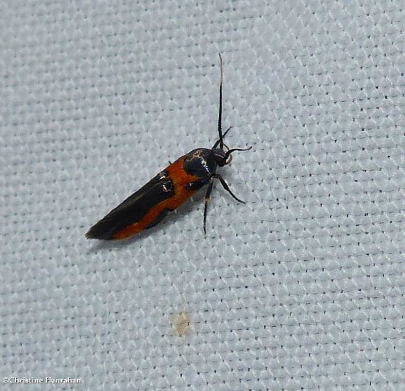 Kermes scale moth (Euclemensia bassettella), #1467