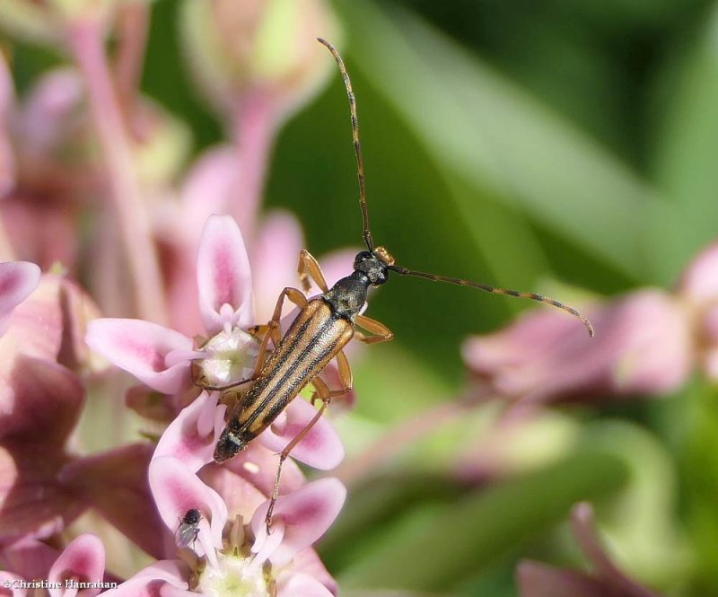 Flower long-horned beetle (Analeptura lineola)